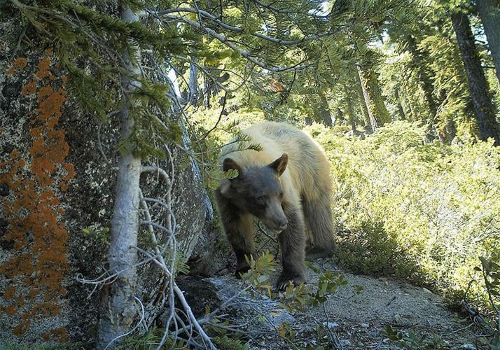 Blonde bear