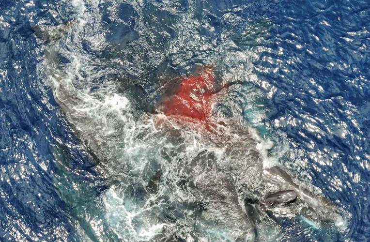 Giving birth is a family affair for whales, reveals new research