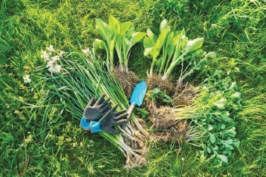 Perennial fall workshop