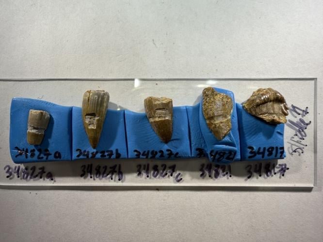 Dinosaurs loved to snack on seafood washed up on ancient beaches, reveal fossils