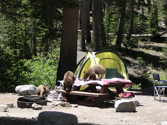 Tent