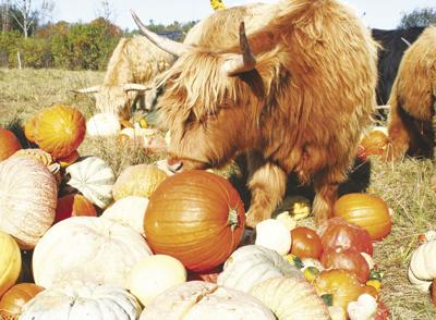 Rain, a Scottish Highlander cow