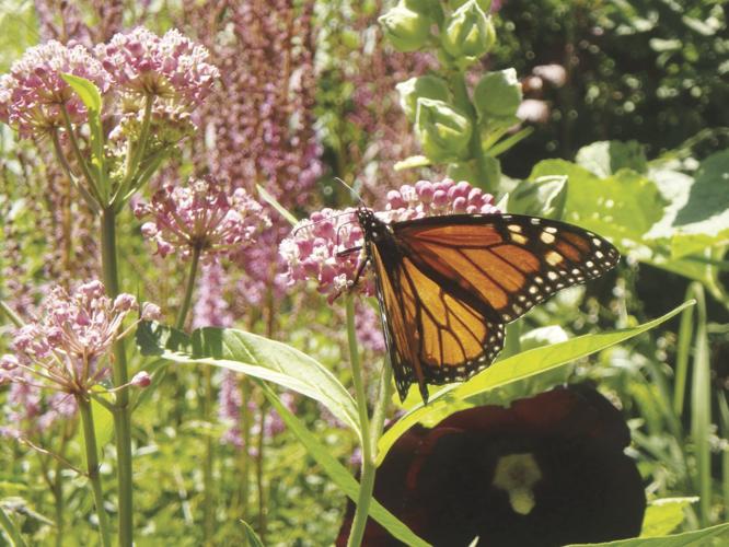 Pollinators