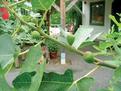 Figs? In New Hampshire?