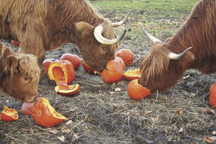 11-16 OUTDOOR farm