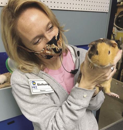 Guinea Pig