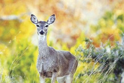 Deer are prepared for winter, but are homeowners prepared for deer?