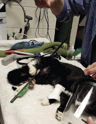 Injured Cat