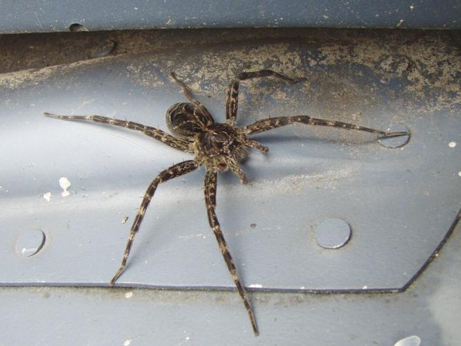 Dock Spider