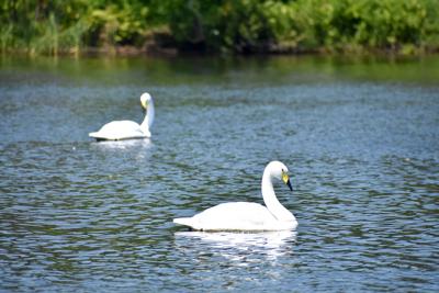OPECHEE COVE SWANS