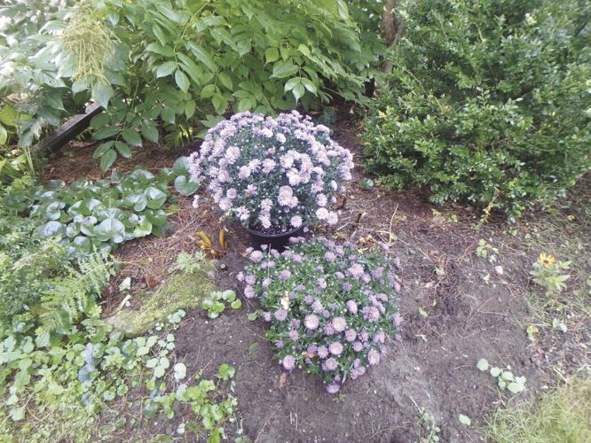 Fall asters can be used to add color where you have cut back faded perrennials