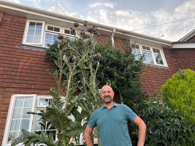 Gigantic 10.5ft tall artichoke plant submitted for Guinness World Record