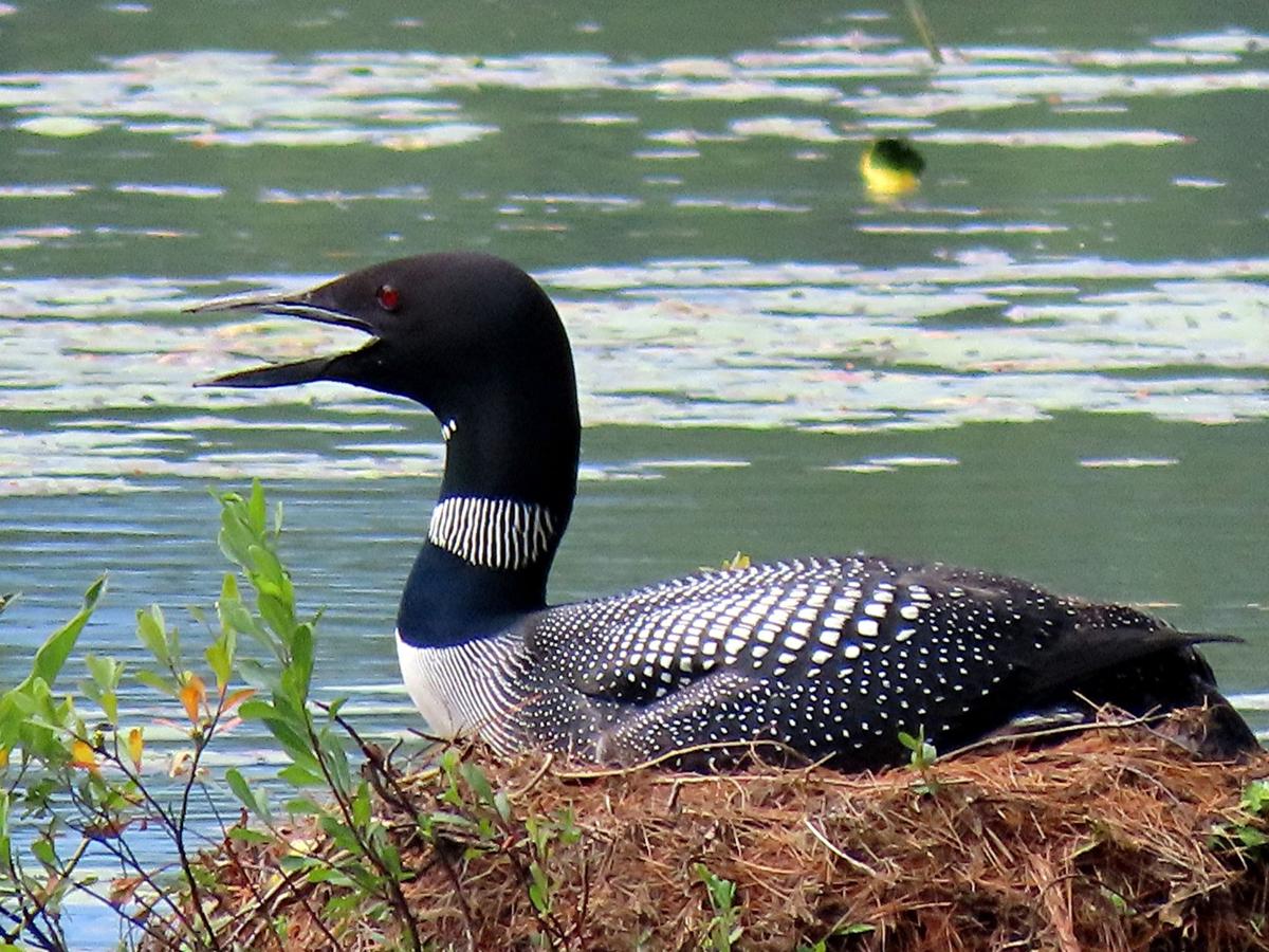 Reader Pics: July 15