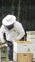 Beekeeping course starts in March in Ashland