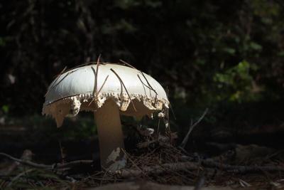 Do Not Eat Wild Mushrooms, Officials Warn After Poisonings Turn Deadly