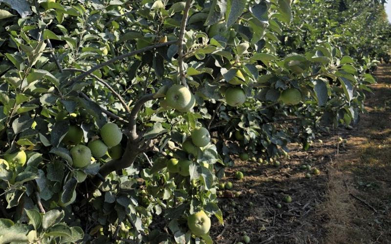 Farmer has to use suncream on apples to prevent them from cooking in heatwave