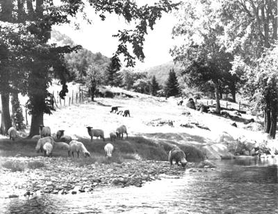 Sheep