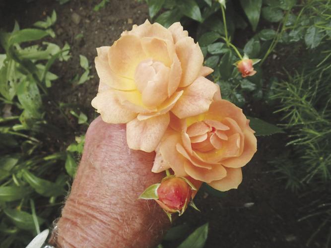 07-04 HOME 'At Last' a re-blooming hybrid developed by Proven Winters is a zone 5 rose that I have had for 4 years in Zone 4.jpg