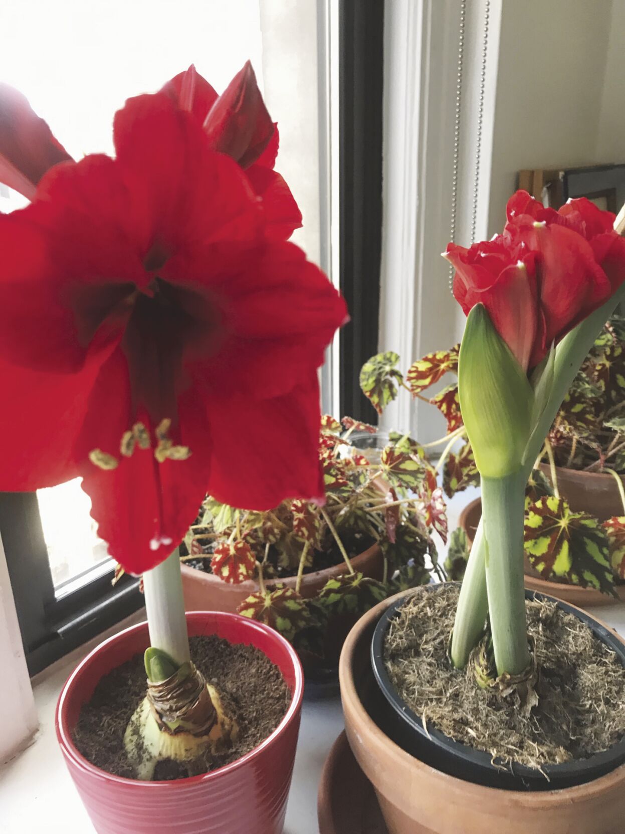 Plant 2