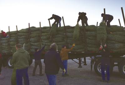 Gilford Rotary Tree Sale