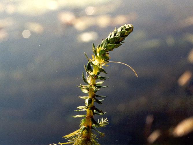 09-21 Milfoil