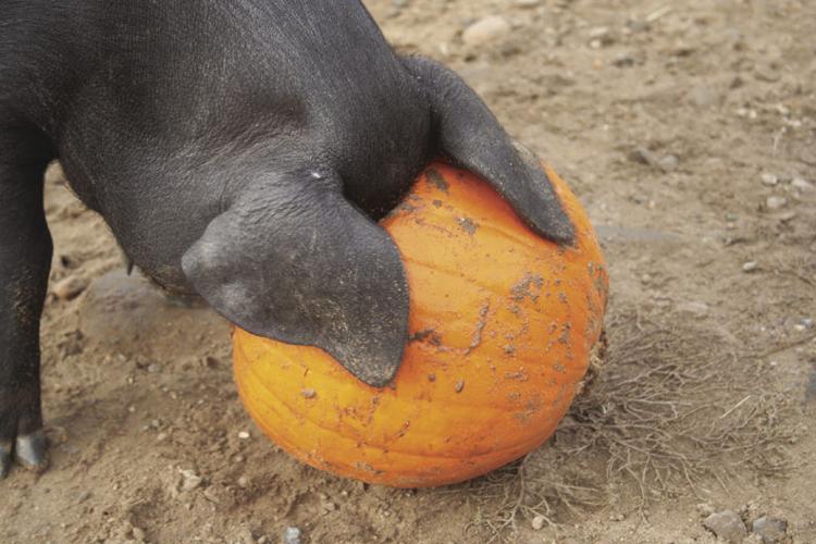 11-16 OUTDOOR farm pumpkin head