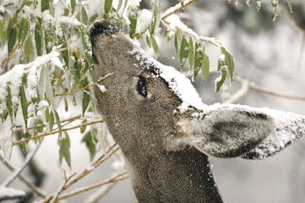 Winter deer