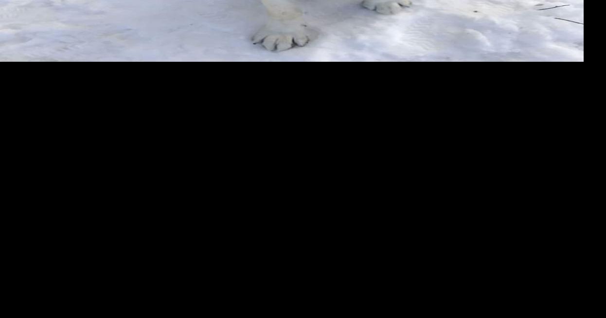 'Sicario' awaiting transfer to training academy for aggressive dogs