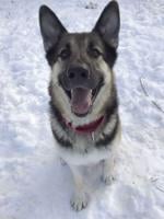 'Sicario' awaiting transfer to training academy for aggressive dogs