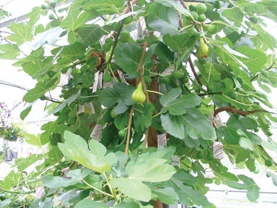 Figs? In New Hampshire?