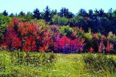 Turkey Pond