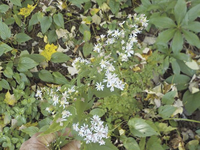 This woodland aster