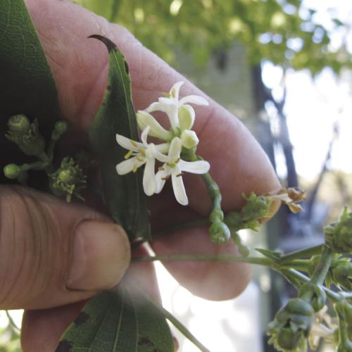 Heptacodium blossom.
