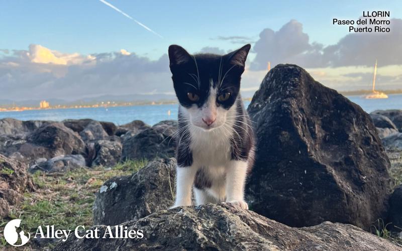 Alley Cat Allies Continues to Protect the Cats of the Paseo del Morro and Collaborates with Puerto Rico Leaders