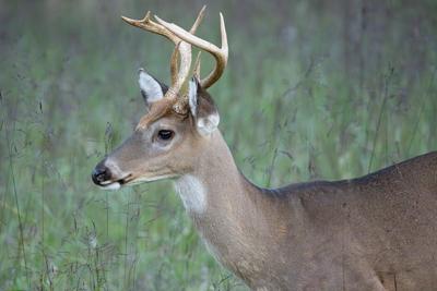 When species are described as 'destructive' or 'harmful' without sufficient context, it can shape how people perceive and treat them.