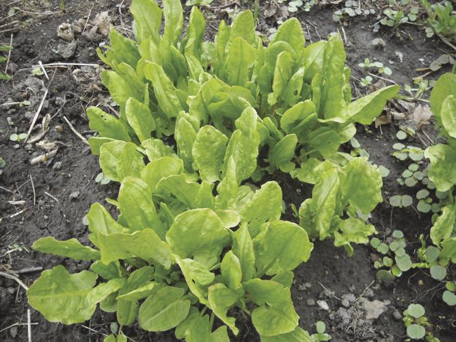 04-18 HOME Sorrel in early spring 001.jpg