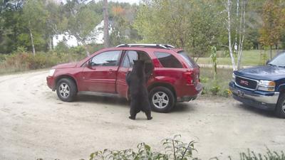 Police Warn These Animals Smarter Than Your Average Bear Local News Laconiadailysun Com