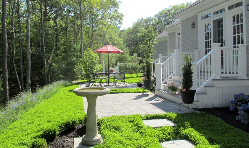 Miniclover promises a lush green lawn with little maintenance (667+photos).