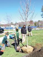 Branch Out Wolfeboro campaign to maintain and plant trees