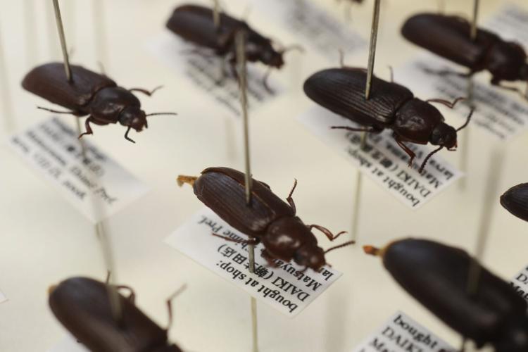 Early Europeans ate beetles and other creepy crawlies, reveals study