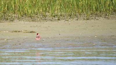 A secret weapon for fighting climate change comes surging back