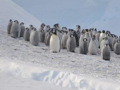 penguinz_featured