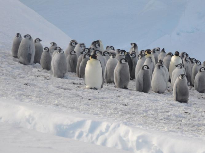 penguinz_featured