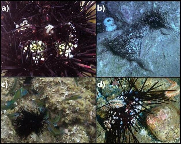 Sea urchins face extinction worldwide “due to deadly pandemic”