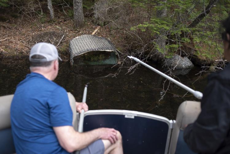 Approaching the nest