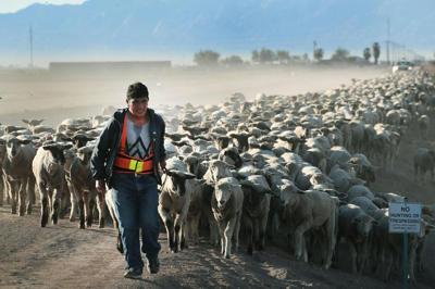 A herder helps to move a flock of sheep near California's border with Mexico to graze on alfalfa in 2025.
