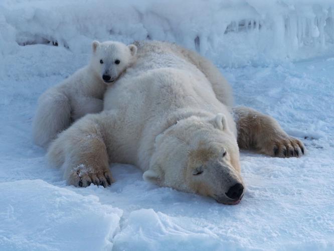 Polar bears in better physical shape than 25 years ago despite sea ice losses