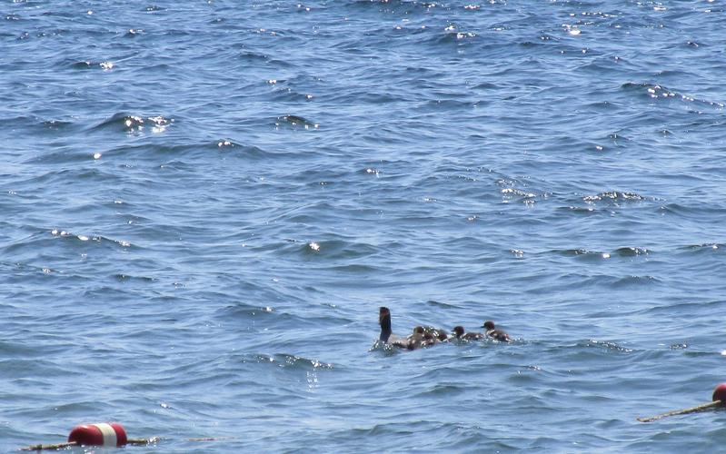 Reader Pics: June 29