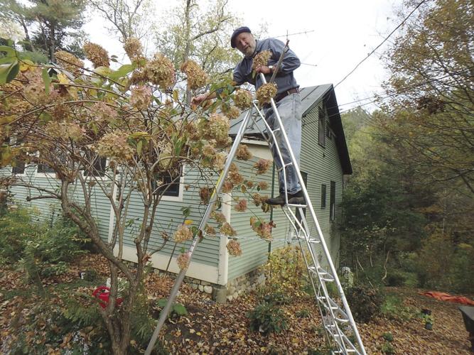 Henry on Japanese pruning