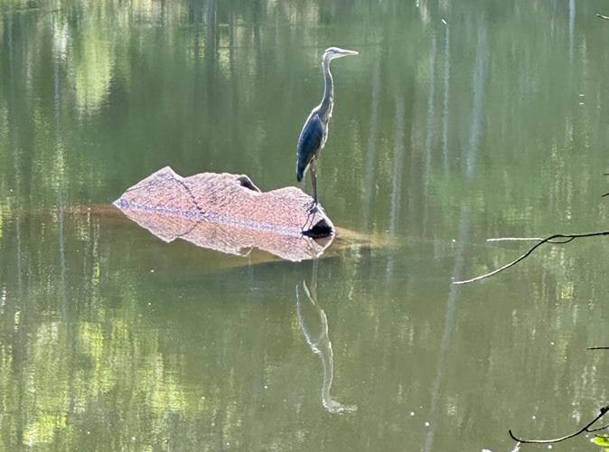 Reader Pics: Aug. 17